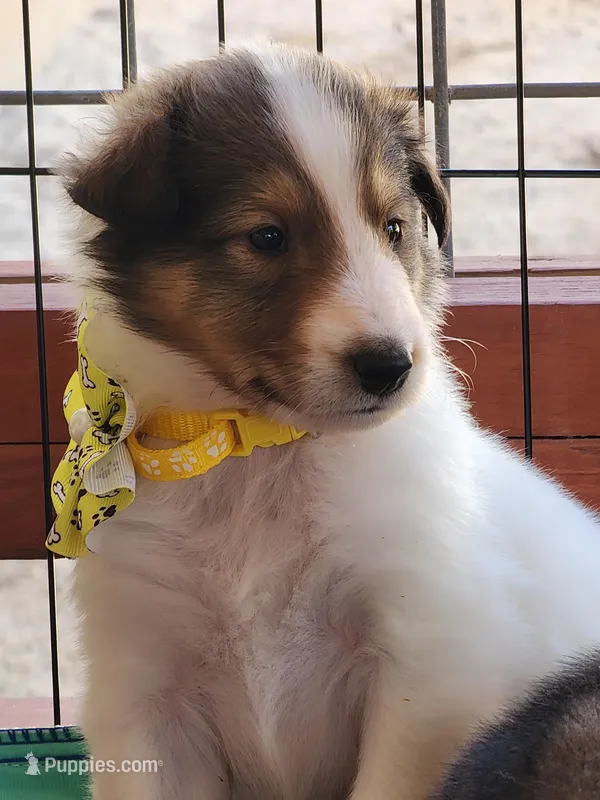 Brewer – Collie puppy for sale in Milledgeville, GA