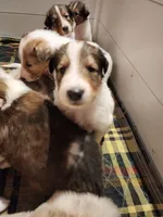 Brewer, a male Collie for sale in Milledgeville, GA – Photo 2 of 3