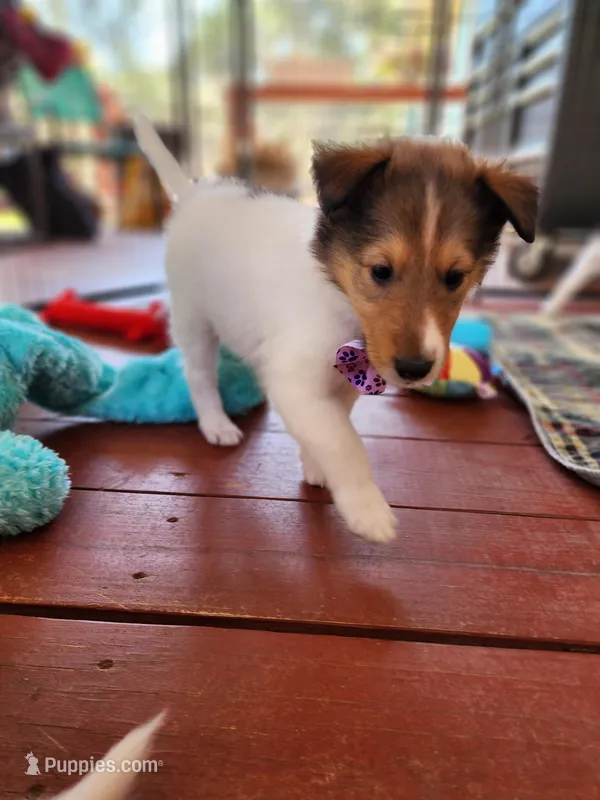 Macchiato – Collie puppy for sale in Milledgeville, GA