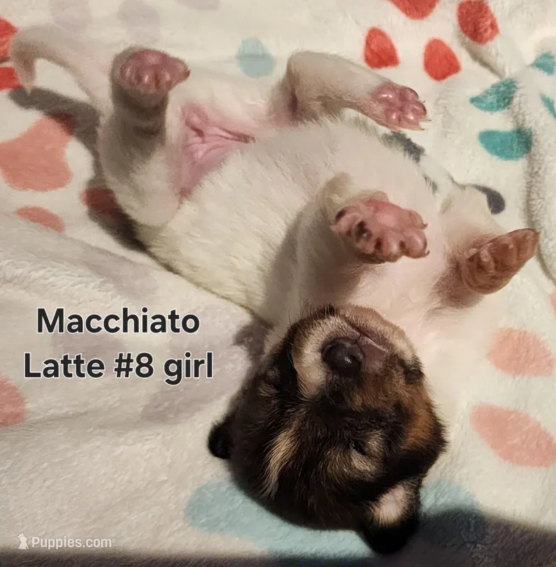Macchiato – Collie puppy for sale in Milledgeville, GA