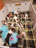 Macchiato, a female Collie for sale in Milledgeville, GA – Photo 4 of 4