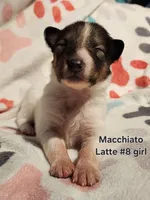 Macchiato, a female Collie for sale in Milledgeville, GA – Photo 2 of 4