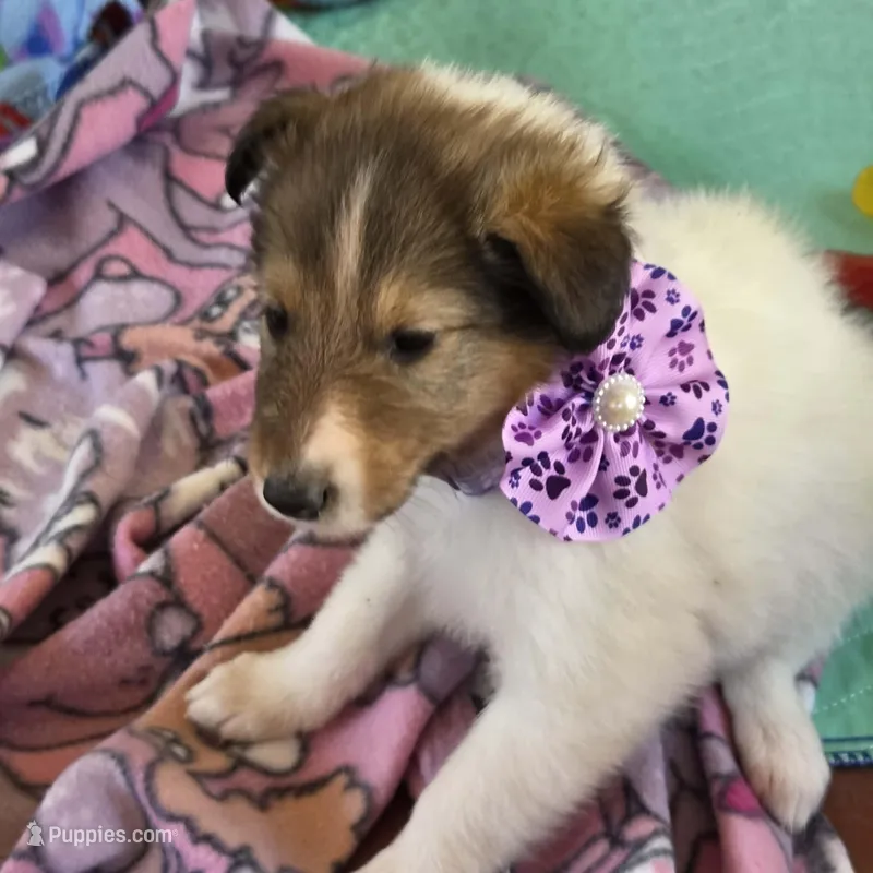Macchiato – Collie puppy for sale in Milledgeville, GA
