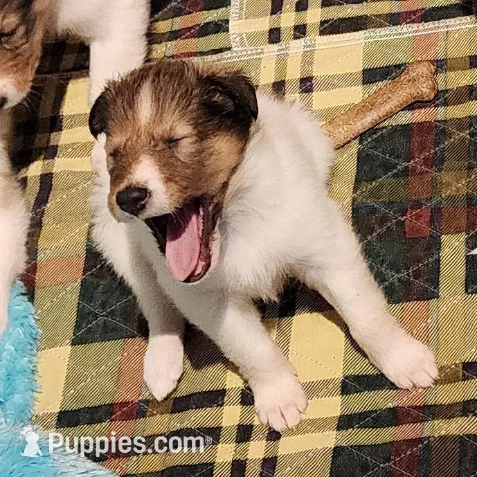 Macchiato, a female Collie for sale in Milledgeville, GA – Photo 3 of 4