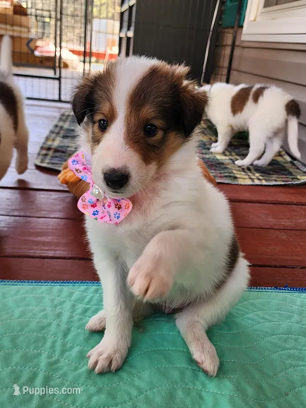 Glory – Collie puppy for sale in Milledgeville, GA