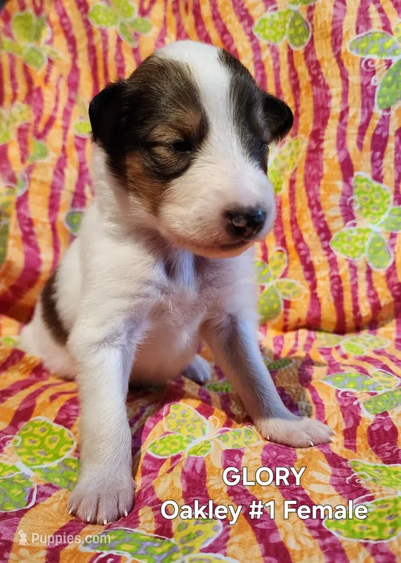 Glory – Collie puppy for sale in Milledgeville, GA
