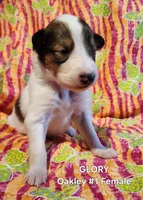 Glory, a female Collie for sale in Milledgeville, GA – Photo 1 of 2