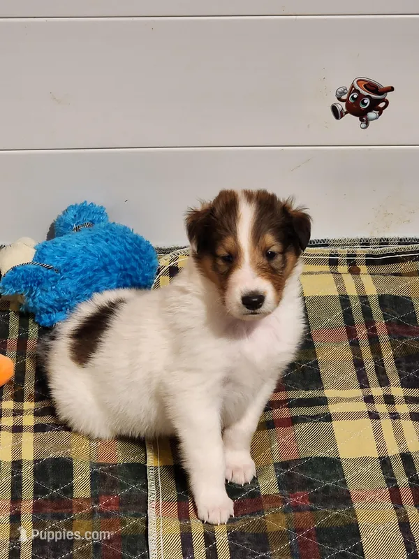 Dunkin – Collie puppy for sale in Milledgeville, GA