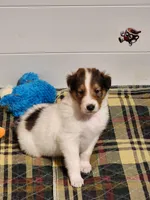 Dunkin, a male Collie for sale in Milledgeville, GA – Photo 1 of 2