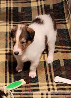 Dunkin, a male Collie for sale in Milledgeville, GA – Photo 2 of 2