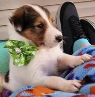 Dunkin, a male Collie for sale in Milledgeville, GA – Photo 2 of 6