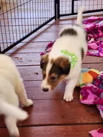 Dunkin, a male Collie for sale in Milledgeville, GA – Photo 6 of 6