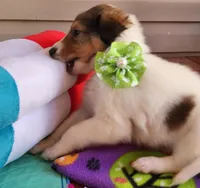 Dunkin, a male Collie for sale in Milledgeville, GA – Photo 3 of 6