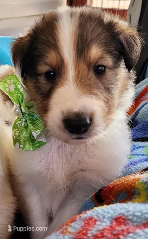 Dunkin – Collie puppy for sale in Milledgeville, GA