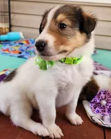 Dunkin, a male Collie for sale in Milledgeville, GA – Photo 5 of 6