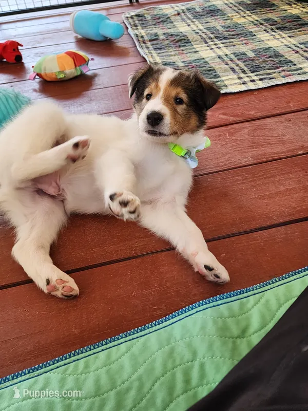 Dunkin – Collie puppy for sale in Milledgeville, GA