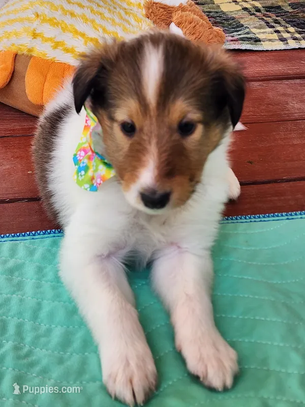 Olympia – Collie puppy for sale in Milledgeville, GA
