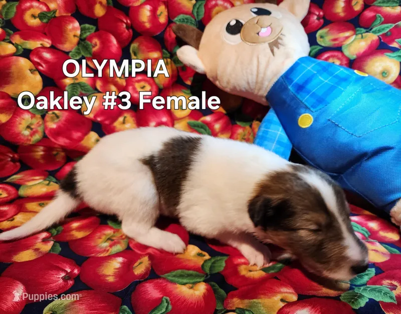 Olympia – Collie puppy for sale in Milledgeville, GA