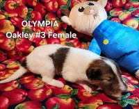Olympia, a female Collie for sale in Milledgeville, GA – Photo 1 of 2
