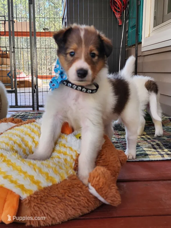 Champ – Collie puppy for sale in Milledgeville, GA