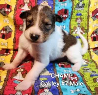 Champ, a male Collie for sale in Milledgeville, GA – Photo 1 of 2