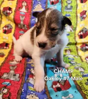 Champ, a male Collie for sale in Milledgeville, GA – Photo 2 of 2