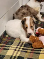 Café , a male Collie for sale in Milledgeville, GA – Photo 4 of 4