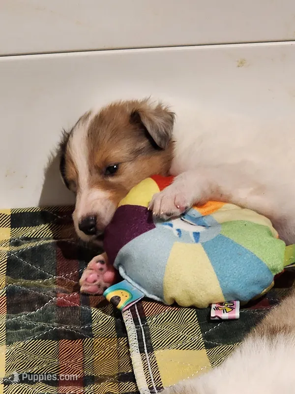 Café  – Collie puppy for sale in Milledgeville, GA