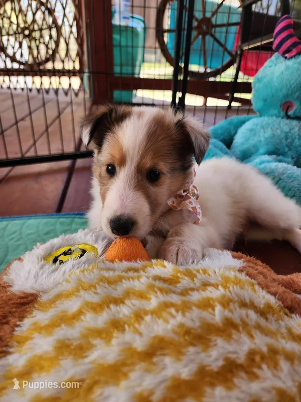Café  – Collie puppy for sale in Milledgeville, GA