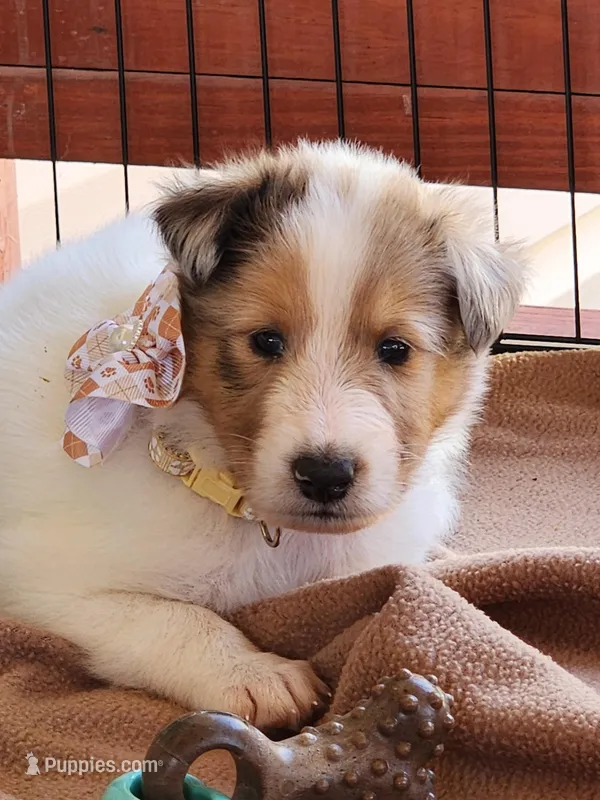 Café  – Collie puppy for sale in Milledgeville, GA