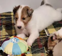 Café , a male Collie for sale in Milledgeville, GA – Photo 3 of 4