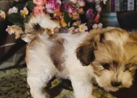 Sauvignon Blanc, a male Maltipoo for sale in Rockland, MI – 2 of 4