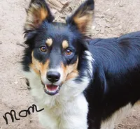 Merlin, a male Border Collie and German Shepherd Dog for sale in Rockland, MI – 4 of 5