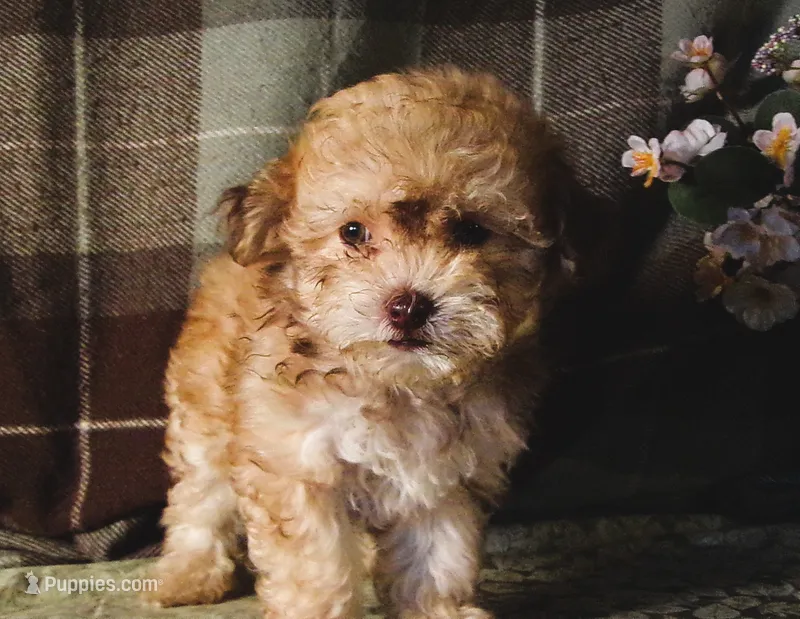 Chardonnay – Maltipoo puppy for sale in Rockland, MI