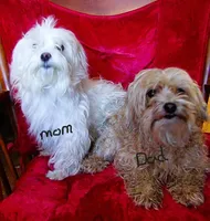 Cabernet, a male Maltipoo for sale in Rockland, MI – 2 of 2