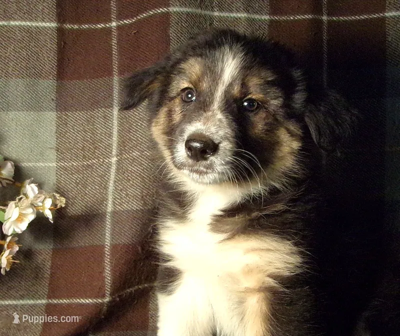 Marian – Border Collie, German Shepherd Dog puppy for sale in Rockland, MI