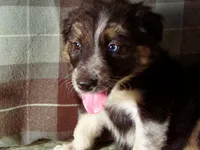 Merlin, a male Border Collie and German Shepherd Dog for sale in Rockland, MI – 2 of 5