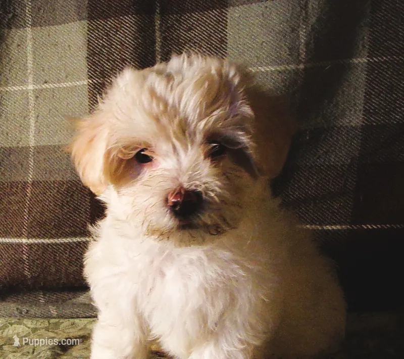 Riesling – Maltipoo puppy for sale in Rockland, MI