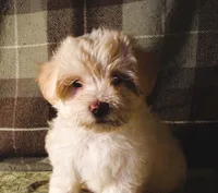 Riesling, a female Maltipoo for sale in Rockland, MI – 1 of 3