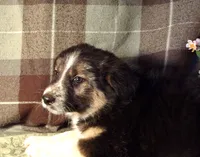 Marian, a female Border Collie and German Shepherd Dog for sale in Rockland, MI – 3 of 5