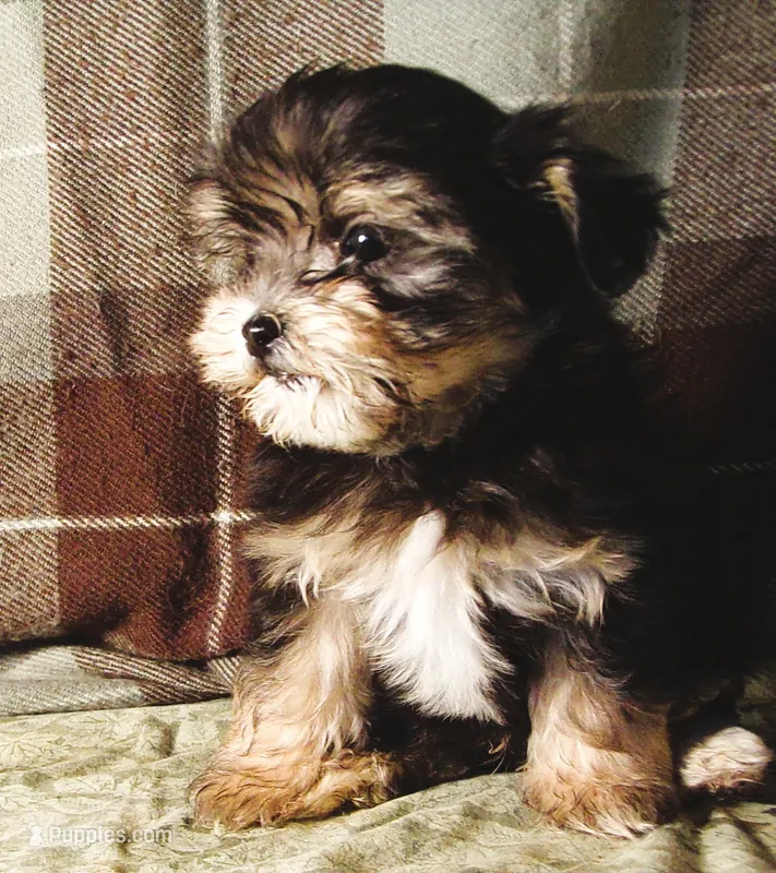 Cabernet – Maltipoo puppy for sale in Rockland, MI