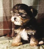 Cabernet, a male Maltipoo for sale in Rockland, MI – 1 of 2