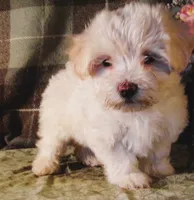 Riesling, a female Maltipoo for sale in Rockland, MI – 2 of 3