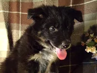 McGregor, a female Border Collie and German Shepherd Dog for sale in Rockland, MI – 2 of 4