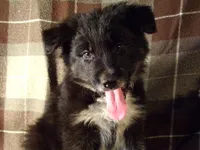 McGregor, a female Border Collie and German Shepherd Dog for sale in Rockland, MI – 1 of 4