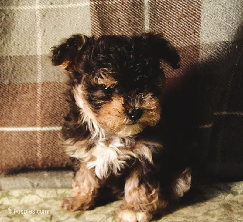 Merlot – Maltipoo puppy for sale in Rockland, MI