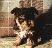 Merlot, a female Maltipoo for sale in Rockland, MI – 1 of 3