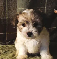 Sauvignon Blanc, a male Maltipoo for sale in Rockland, MI – 1 of 4