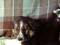 Marian, a female Border Collie and German Shepherd Dog for sale in Rockland, MI – 2 of 5