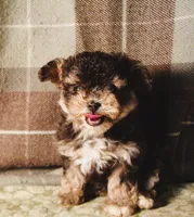 Merlot, a female Maltipoo for sale in Rockland, MI – 2 of 3